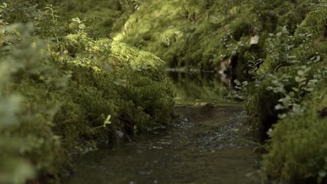 Pequeño-Arroyo-Fluye-A-Través-De-Un-Bosque-En-Suecia