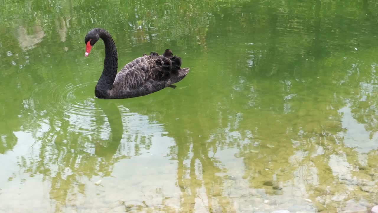 cisne no lago verde