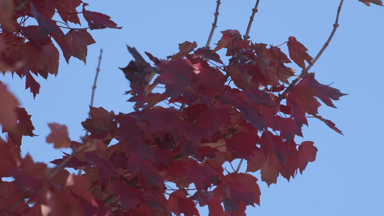Tree branch with red and orange autumn leaves against a light blue sky. Slow motion.
