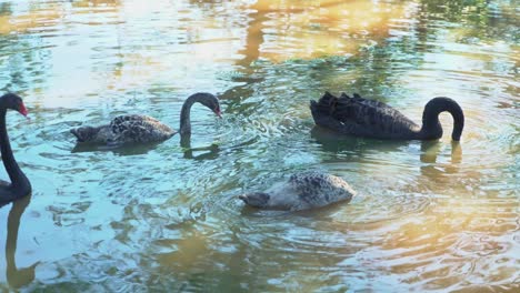 una familia de cuatro cisnes comiendo comida en un lago marrón en un día soleado