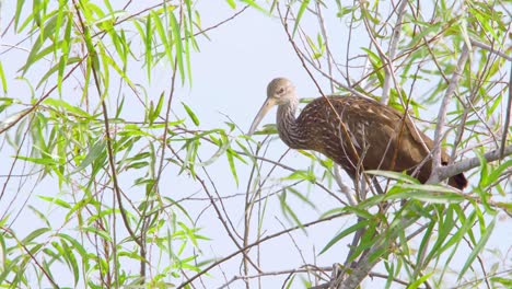 limpkin perched on windy tree branches with blue sky in background