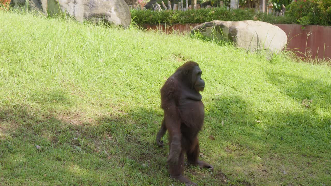 Orangutan standing on grass, raising and lowering its arms, resembling exercise