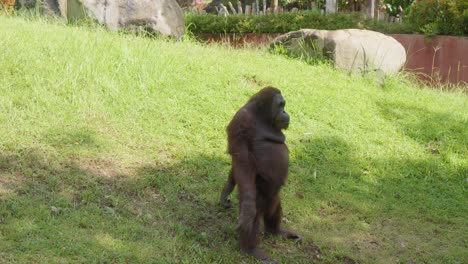 orangután de pie en la hierba, levantando y bajando sus brazos, parecido a un ejercicio