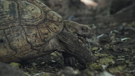 Lindo-Primer-Plano-De-Una-Tortuga-Salvaje-Masticando-Activamente-Hojas-Secas-Usando-Sus-Patas-Para-Ayudar-En-Un-Ambiente-Cubierto-De-Musgo-Y-Tierra