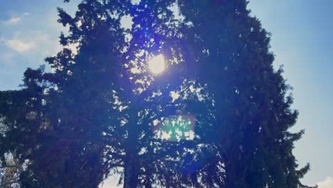 sunlight flare between trees with blue sky in the background