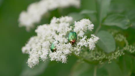 Escarabajos-Verdes-Chafer-Rosa-Sobre-Una-Flor-Blanca,-Fondo-Verde-Borroso