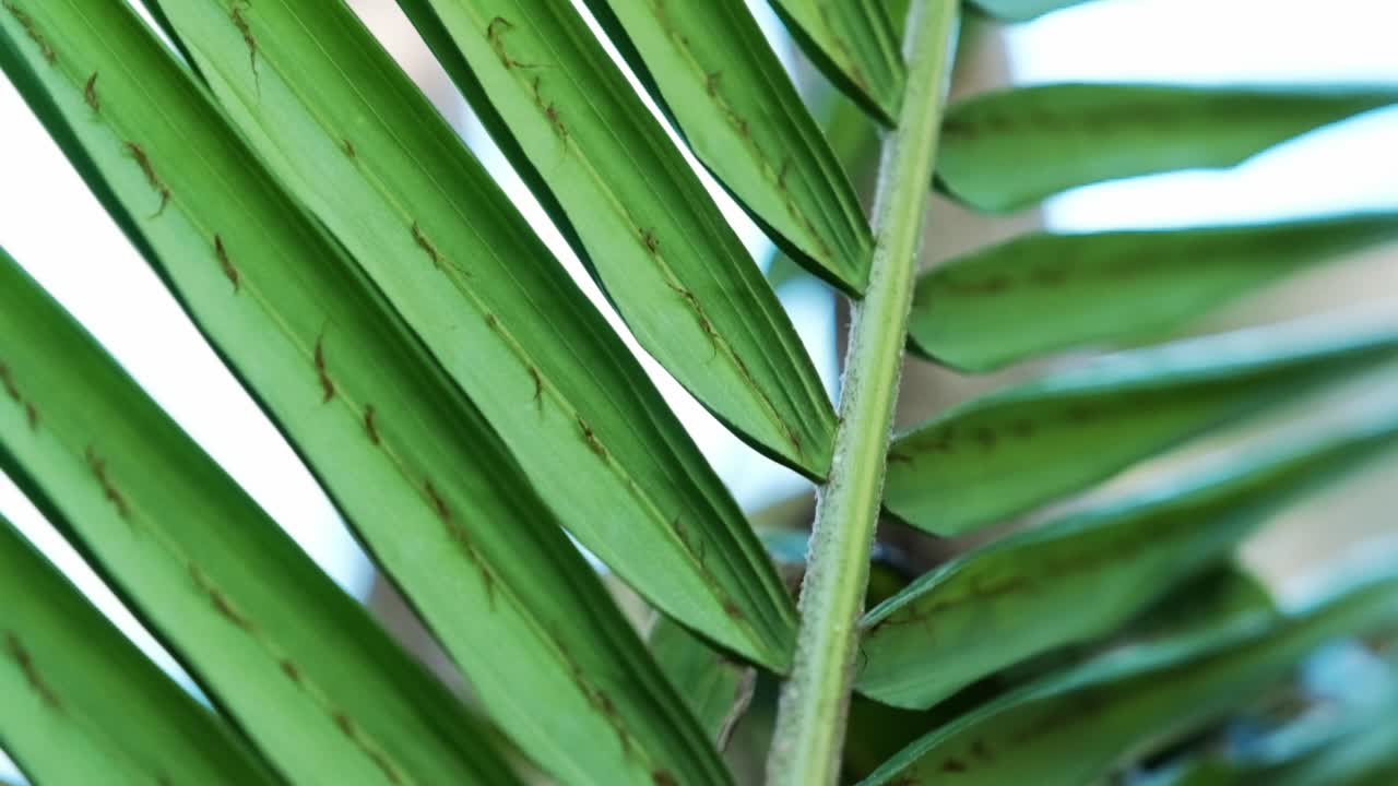 Details of a palm frond up close