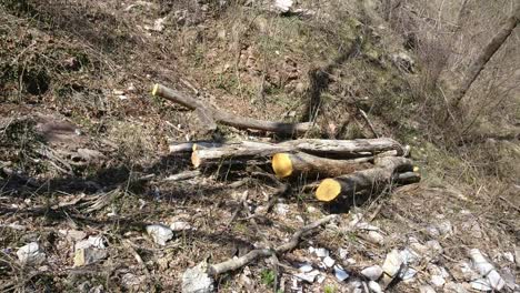 un montón de árboles cortados en el suelo en el bosque de primavera