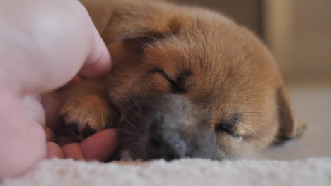 comforting and petting a tired cute little red shiba inu puppy sleeping soundly on the floor