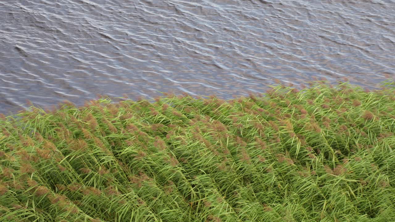 Green Reeds Waving Gracefully In The Blowing Wind Of Lielupe River, Latvia