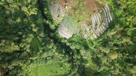 山上有河流流入山谷的无人机镜头和蔬菜种植园 - 热带山地植被