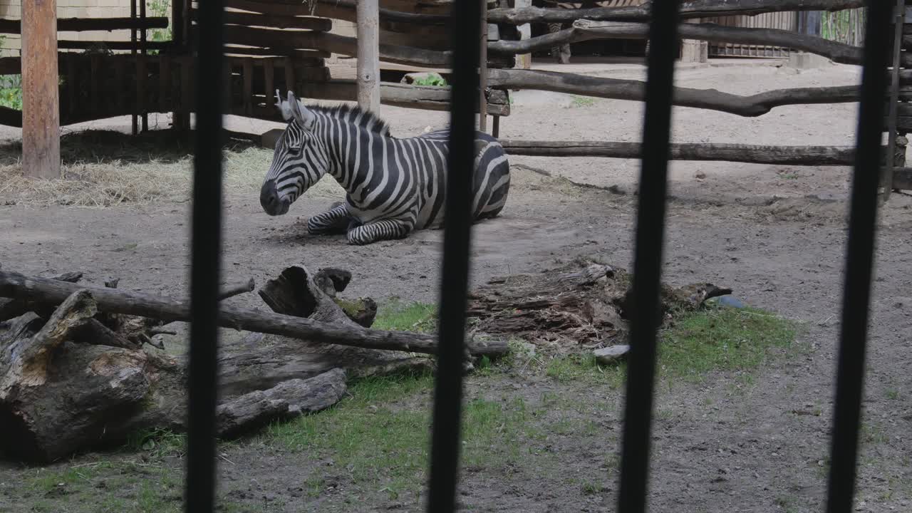Zebra Resting at Kaunas Zoo