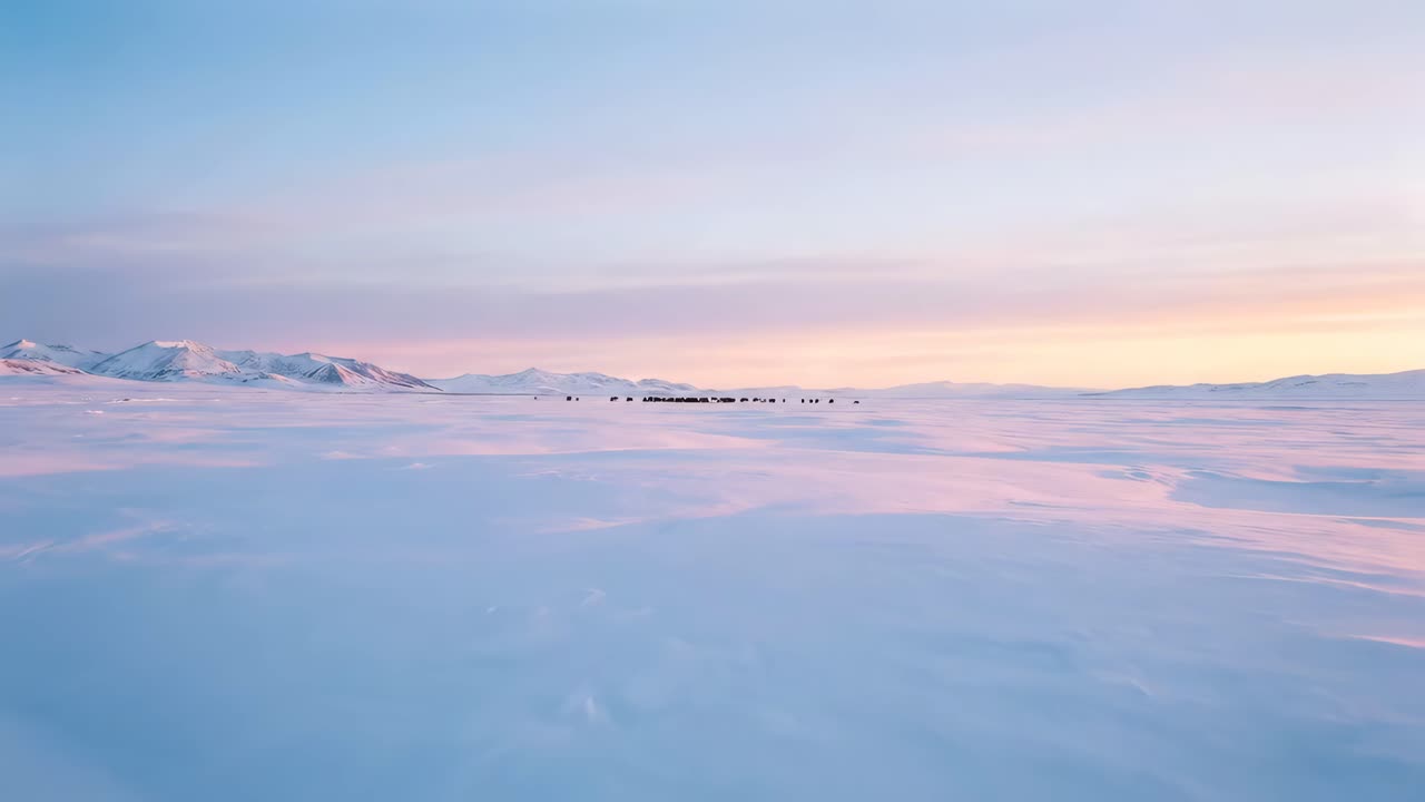 広大な雪に覆われた北極の風景を移動する雄大なトナカイの群れ
