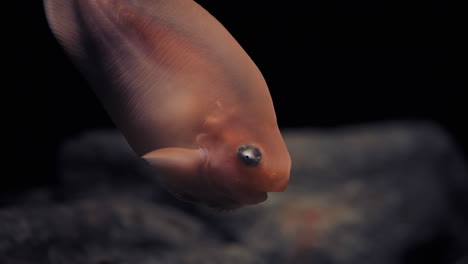 pez caracol salmón usando las aletas de su mentón para sentir y buscar comida