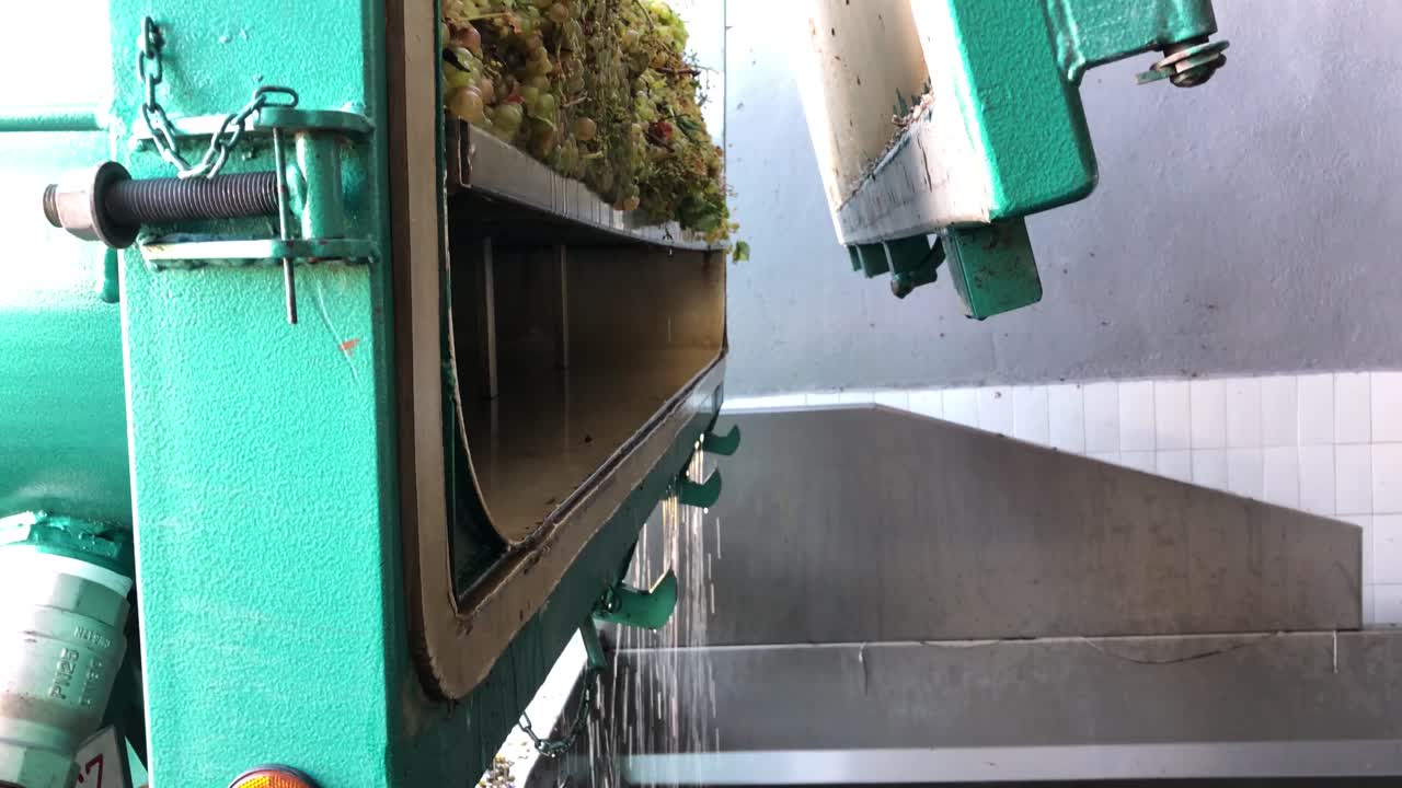 Tractor trailer  full of grapes ready to pour the grapes into the hopper. Process before wine press. View of grapes and juice falling into the hopper.