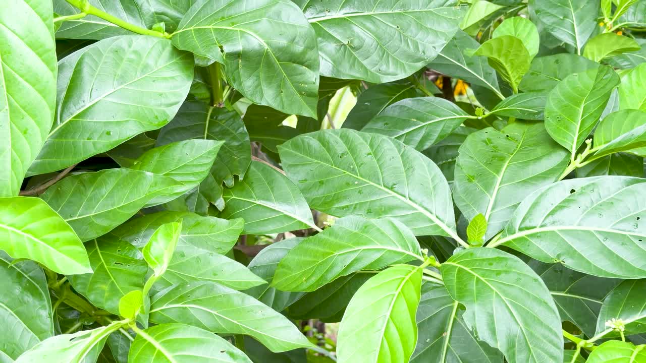 Un'inquadratura media statica cattura foglie di noni di un verde vibrante che ondeggiano dolcemente alla luminosa luce naturale