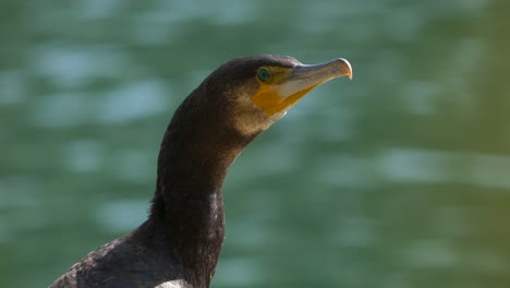 Especies-De-Cormoranes-Phalacrocorax-Carbo-Observando-La-Naturaleza-Durante-El-Día-Soleado-En-El-Lago