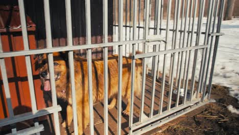 un perro marrón grande camina en una jaula de metal
