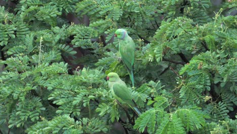 loros sentados en un árbol vista de cerca loros sitting on a tree closeup view