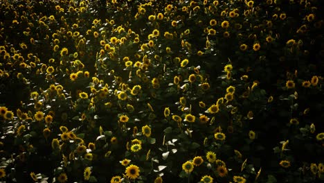 Sonnenblumenfeld-Und-Bewölkter-Himmel