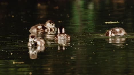 Baby-Egyptian-goose-swimming-and-eating,-other-dives