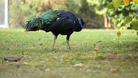 Wunderschöne-Aufnahme-Eines-Prächtigen-Pfaus,-Der-Friedlich-Im-Grünen-Park-Spaziert