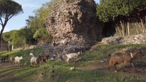 herd of goats in the roman countryside passing by a mausoleum from ancient rome