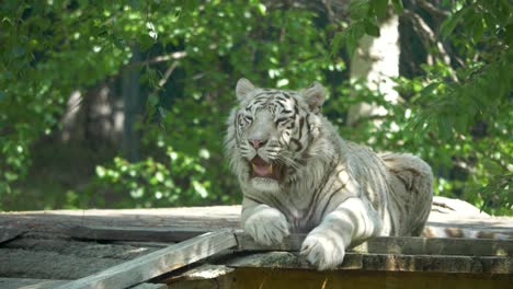 dehydrated tiger breathing heavily in the warm summer sun - medium shot