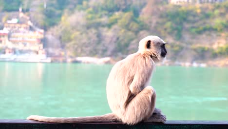 Affe-Genießt-Den-Blick-Auf-Die-Große-Wasserfläche-Mit-Siedlung-Im-Hintergrund