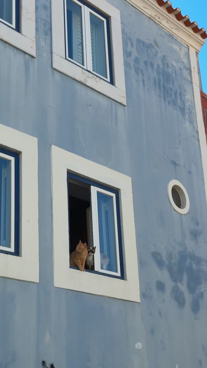Cats Looking Out of a Window in a Blue Building
