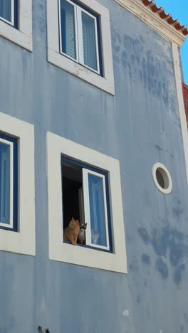 cats looking out of a window in a blue building