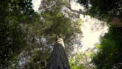 looking up at tall forest trees in blue mountains, new south wales, australia - low angle shot
