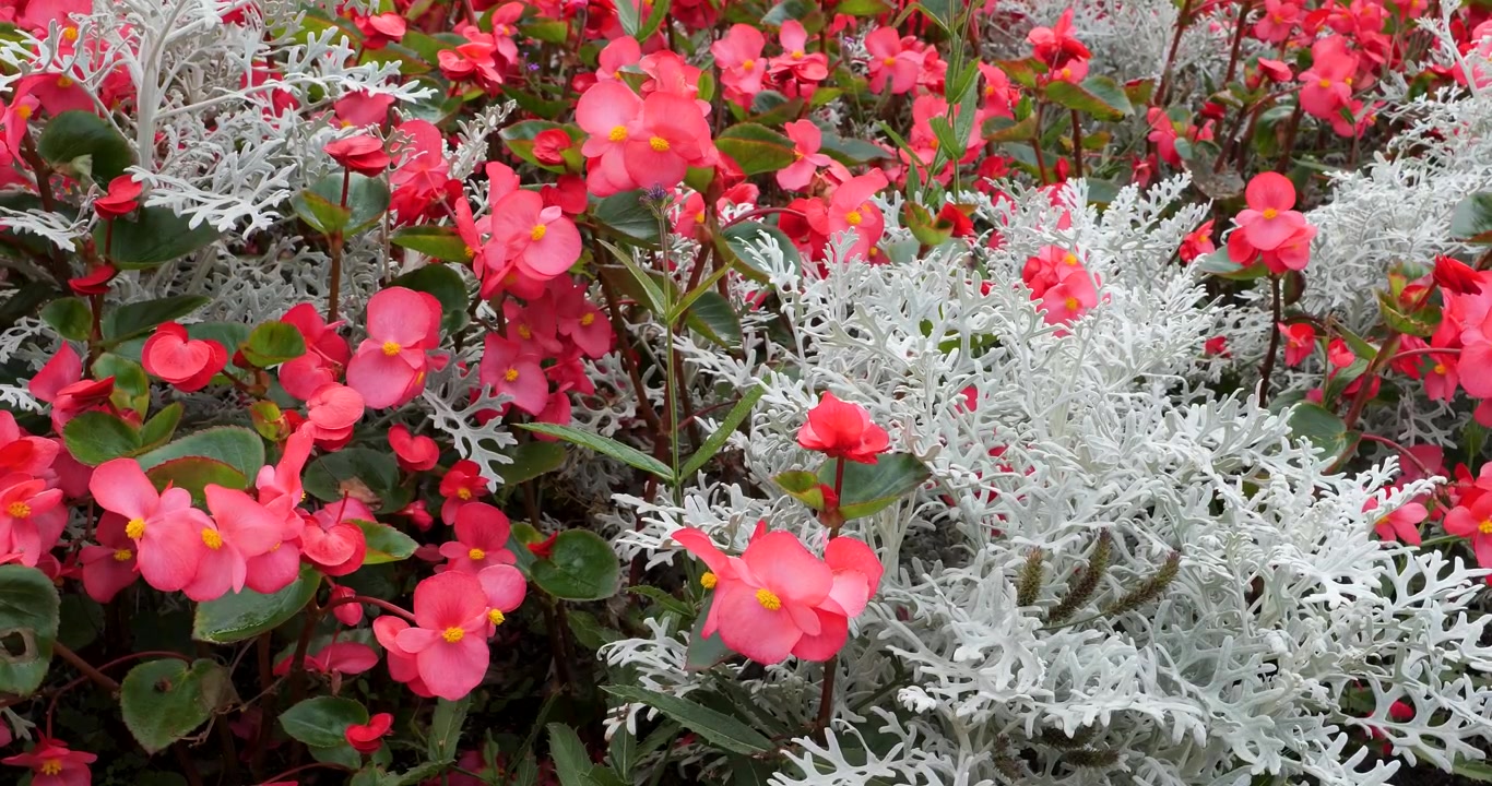 Begonia (Megawatt Rose Bronze Leaf) y Dusty Miller (Silverdust) en los Jardines Butchart de Victoria, Columbia Británica, Canadá.