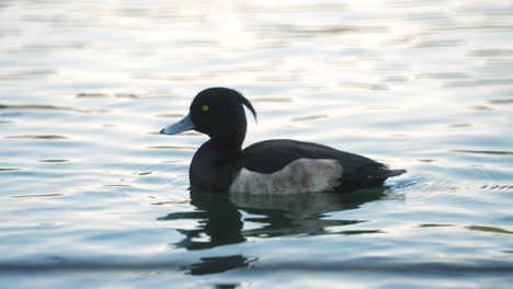 Cerca-De-Un-Pato-Tufted-Macho-Nadando-En-El-Agua