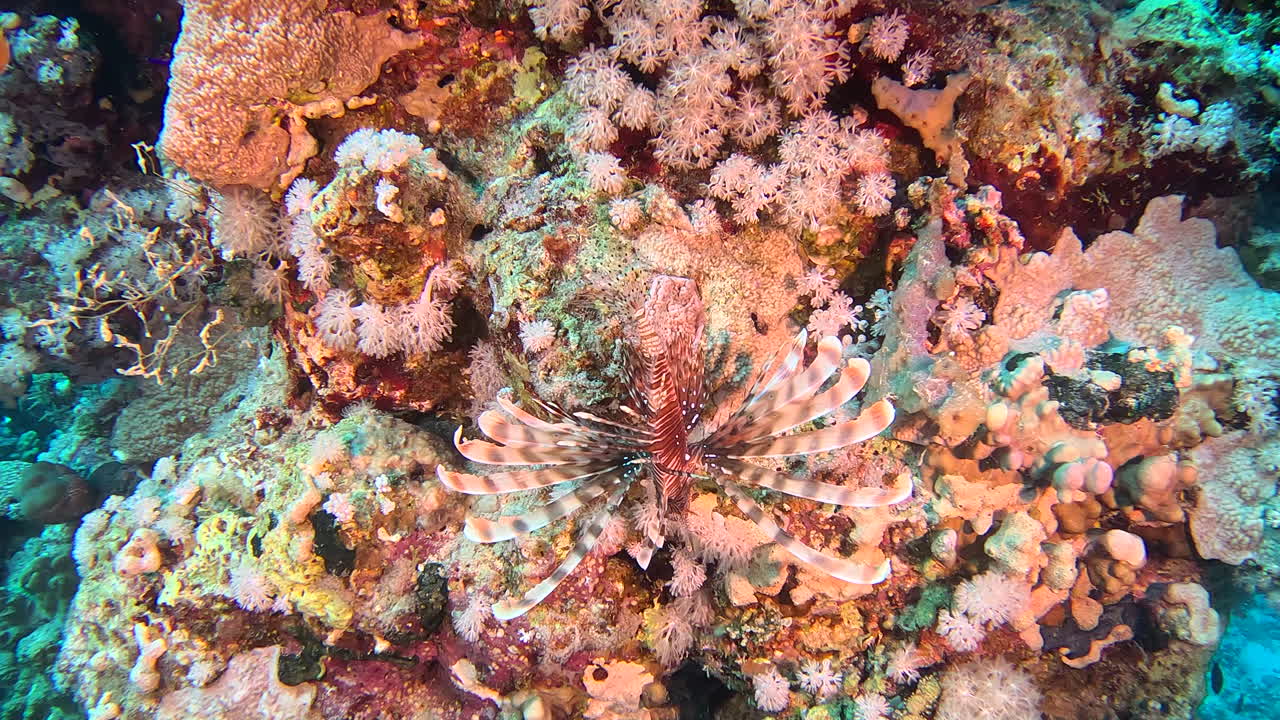 Un pesce scorpione che dorme sulla barriera corallina