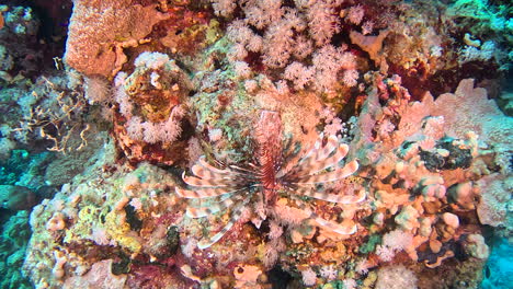 a lionfish sleeping on the coral reef