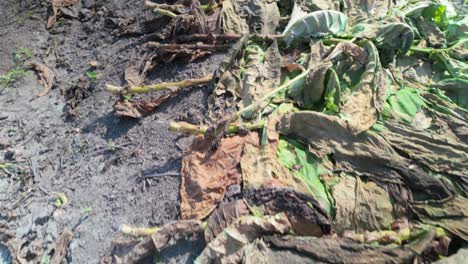 dried tobacco leaves: harvested stalks piled in agricultural field