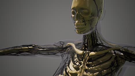ciencia anatomía de los vasos sanguíneos humanos