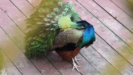 peacock on a wooden deck