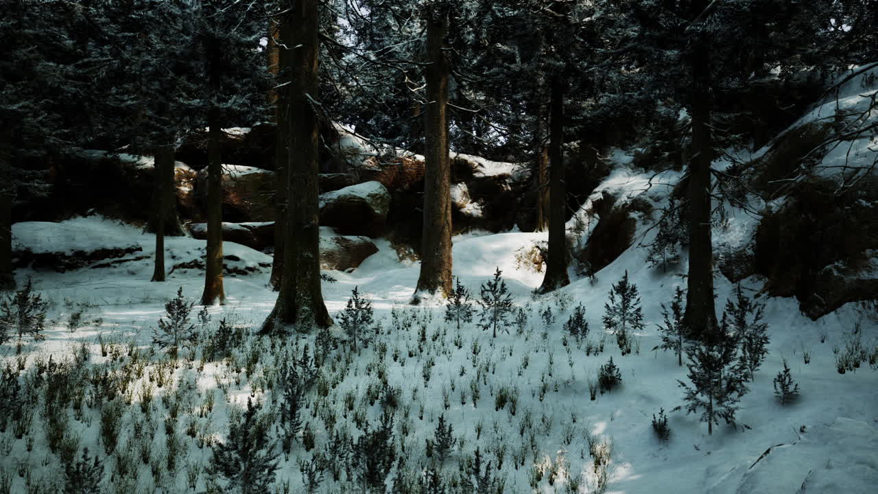 눈 인 숲의 장면