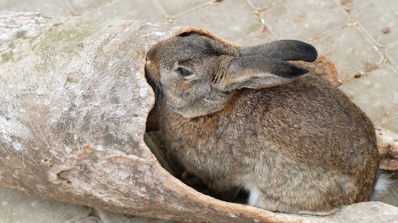 농장에서 아름다운 토끼가 나무 질을 먹고, 토끼를 번식시키고, 부활절을 상징하는 토끼.