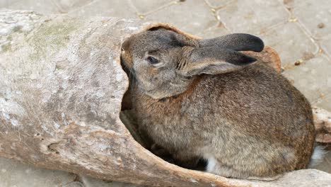 a beautiful rabbit on a farm eats bark from a tree. breeding rabbits. rabbit symbol of the easter holiday.