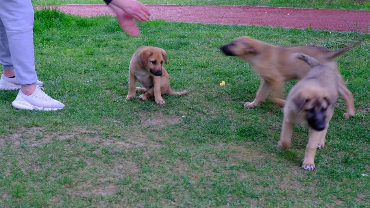강아지 놀이를 하는 남자