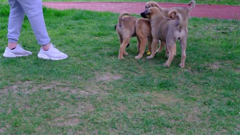 man playing puppies