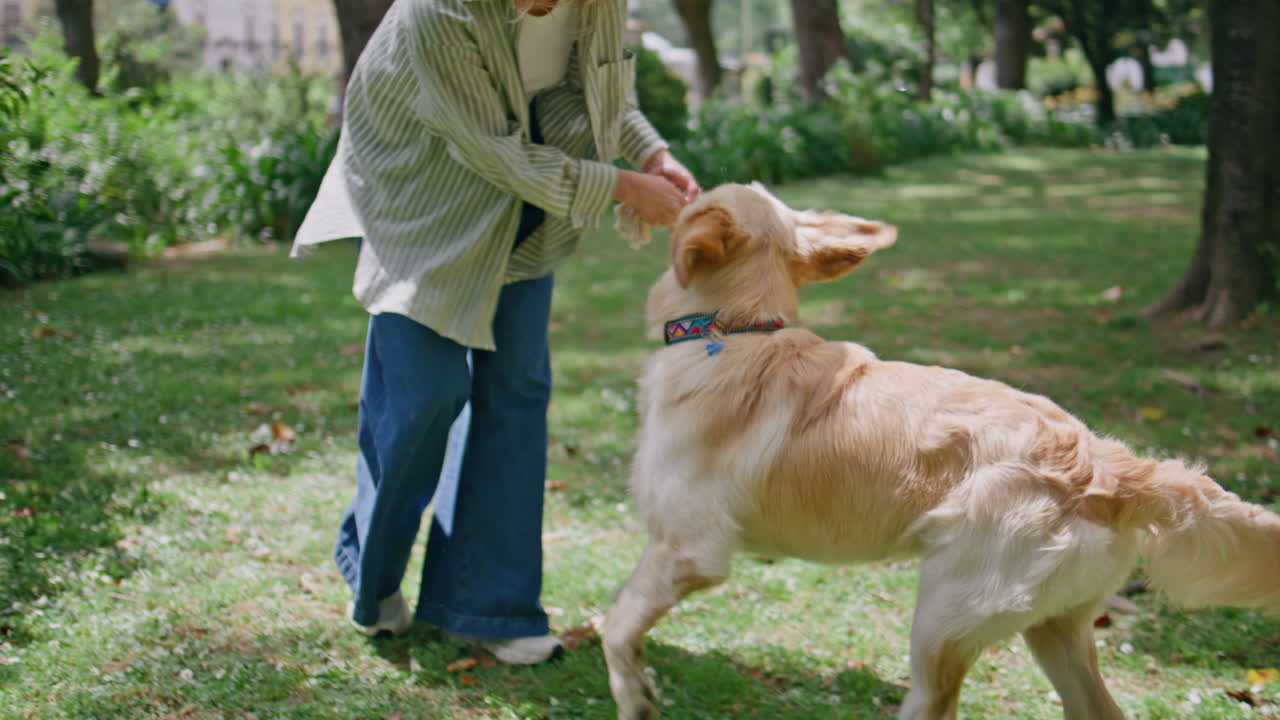 Pet owner enjoy game golden retriever in park closeup. Energetic dog