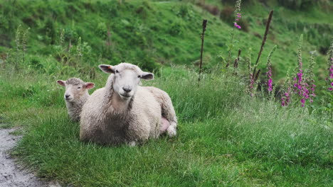 A-cute-baby-lamb-cuddles-with-its-mother-sheep-on-a-rainy-day