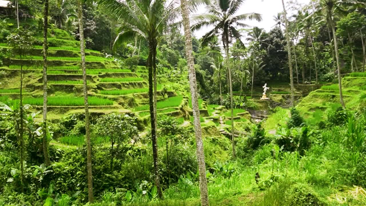 Vista incredibile della Terrazza di Riso di Tegallalang a Ubud, Bali