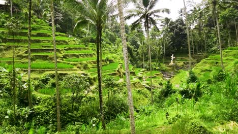 Unglaublicher-Blick-Auf-Die-Tegallalang-Reisterrasse-In-Ubud,-Bali