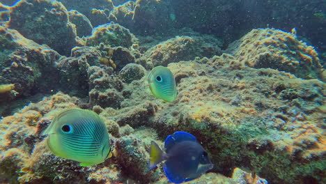 the four-eye butterflyfish is a tropical reef fish common to the caribbean