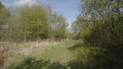 spring woodland meadow track with tree to the side, wide shot